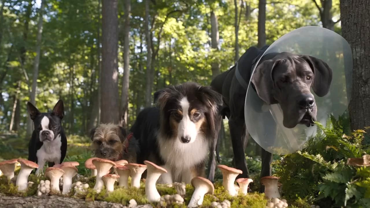 The dogs in Strays about to eat mushrooms.